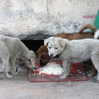 ¿Pueden multar por alimentar animales en Colombia?, la abogada responde