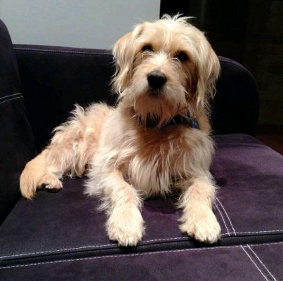 Imagen; Oliver, uno de los perros beneficiados por la decisión del juez.